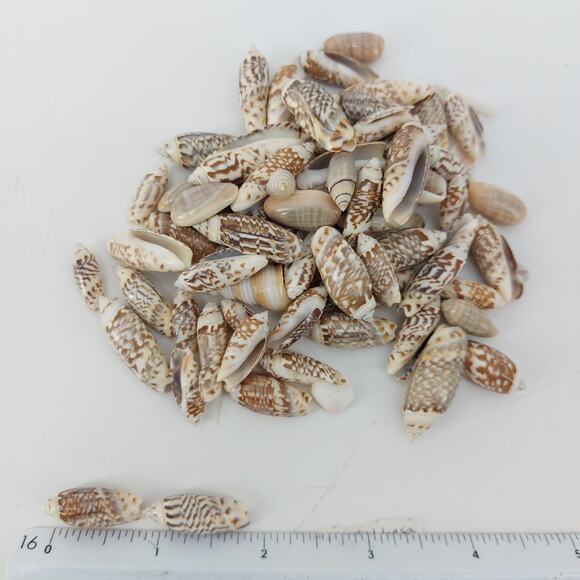 Natural Seashells DIY Crafts Lot Nautical Nassarius Persich - Picture 7 of 11